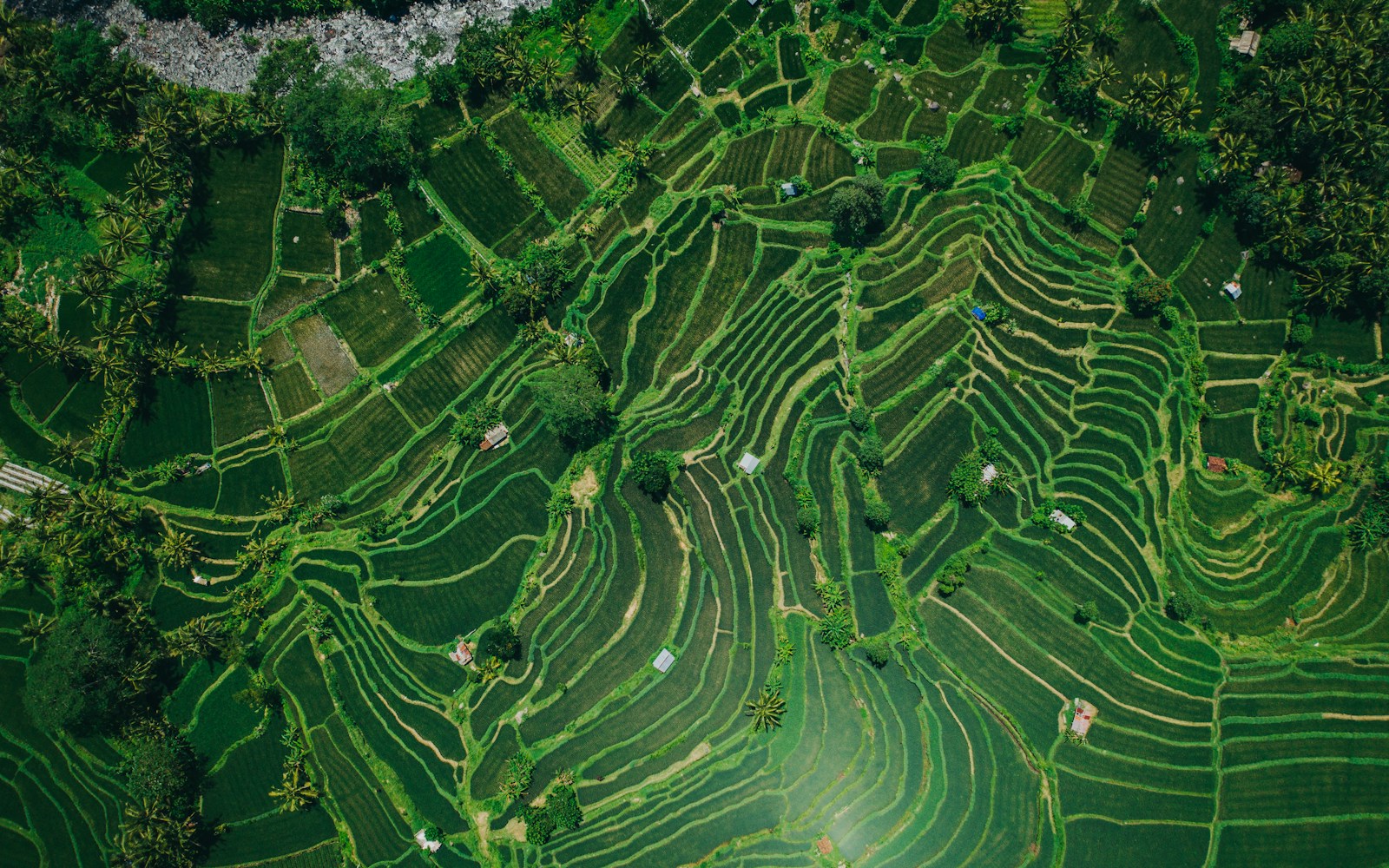 峇里島 Sidemen 層疊的翠綠梯田與熱帶植被